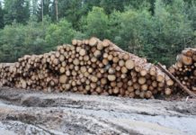 Краснокнижные виды в Карелии уничтожаются в промышленных масштабах Карельские экологи обнаружили новую вырубку в местах концентрации краснокнижных видов, которые в республике никак не охраняются. Фото: СПОК