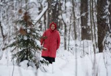 «Сунские партизаны» – герои 2016 года Защитница Сунского бора 80-летняя Нина Маккоева. Фото: Игорь Подгорный