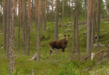 О новых правилах для охотников Охота на копытных станет привилегией "крутых" московских гостей? Фото: Андрей Туоми