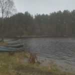 садки под носом Сямозеро 4