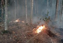 В Карелии введены ограничения на пребывание в лесах из-за высокой пожарной опасности