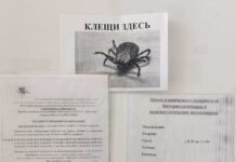 Какие клещи в Карелии энцефалитные и боррелиозные?