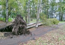 В Петрозаводске целых 20 часов ощущают настоящий апокалипсис поваленные деревья