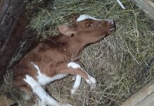 «Скотобойня»: фермерское хозяйство в стиле «хоррор» развернулось в районе Карелии (18+)