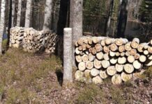 Предприниматель осуждён за вырубку леса в «Ладожских шхерах»