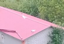 «Сегодня по птицам, завтра по собачкам, а после и по людям»