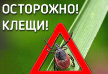 Карелия в лидерах рейтинга. По клещам