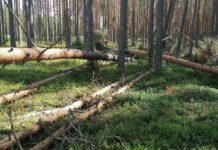 «Закон о ветровале»: мечта или необходимость?