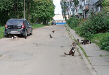 «Там больше 20 особей, а сколько в подвалах мёртвых — никто не знает»