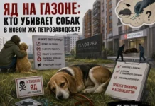 Яд на газоне: кто убивает собак в новом ЖК Петрозаводска?