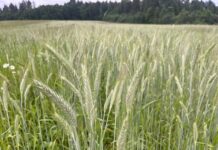 Сортавальский бизнесмен запускает импортозамещение пасты