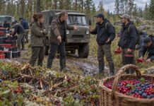 Лес общий, бизнес семейный: кто отвечает за промышленный сбор ягод в Карелии