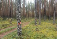 «Опять жителей оставляют наедине с ветрами и борщевиком»